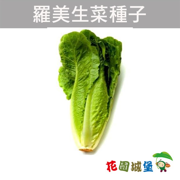 蘿美生菜的價格推薦 2021年12月 比價比個夠biggo