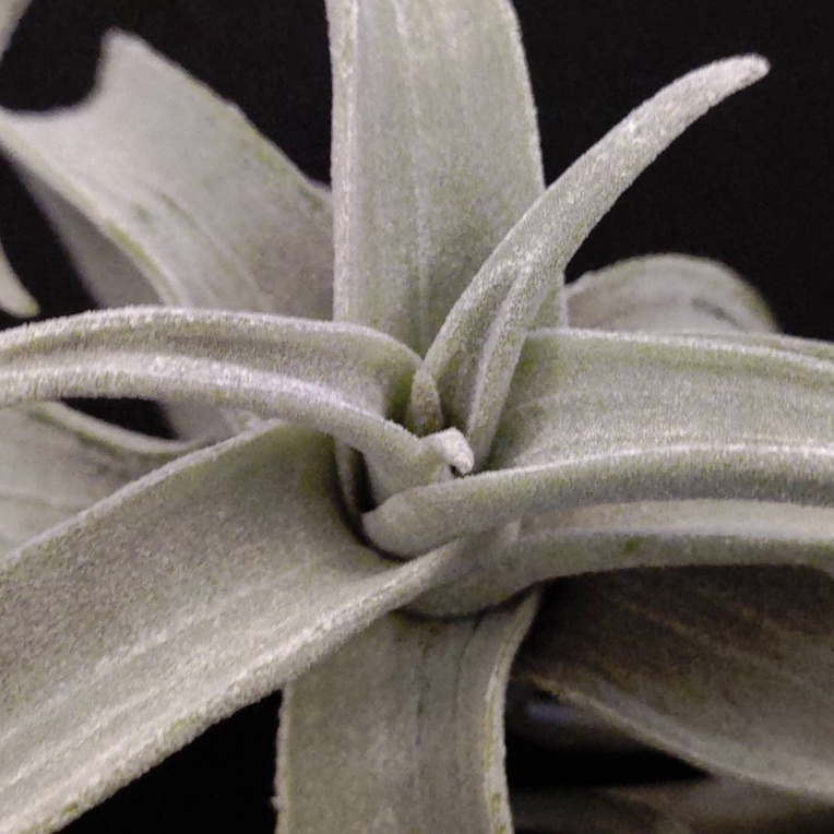 空氣鳳梨－毒藥變異 (戴維斯)－Tillandsia latifolia v. leucophylla (Davis)