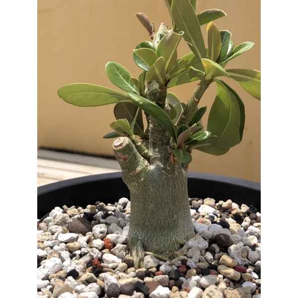 沙漠玫瑰 多肉植物觀花植物塊根植物 蝦皮購物