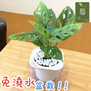 【小品文化】窗孔龜背芋【現貨】4吋透明懶人盆栽加水更方便 觀葉植物 室內植物 自動吸水 水培 創意花盆 居家辦公盆花