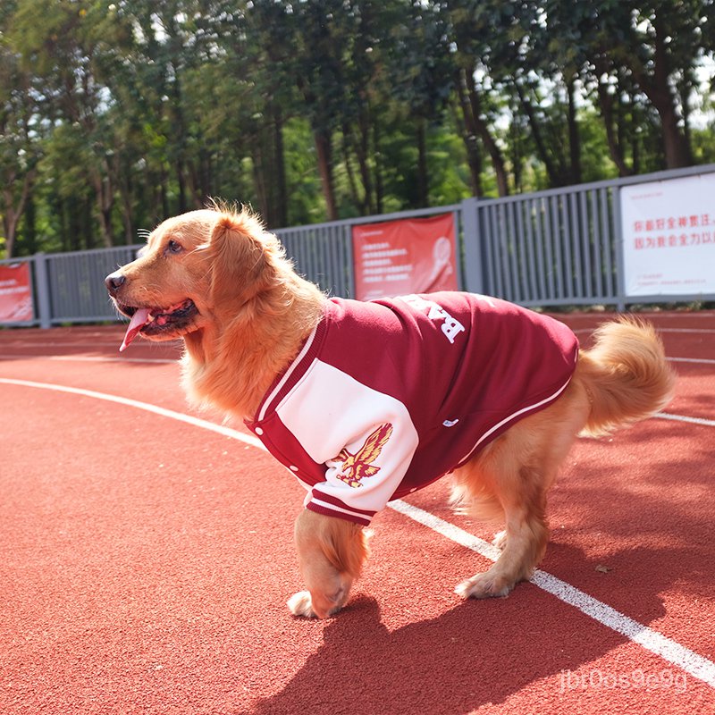 台灣犬棒球 Ptt Dcard討論與高評價網拍商品 21年10月 飛比價格