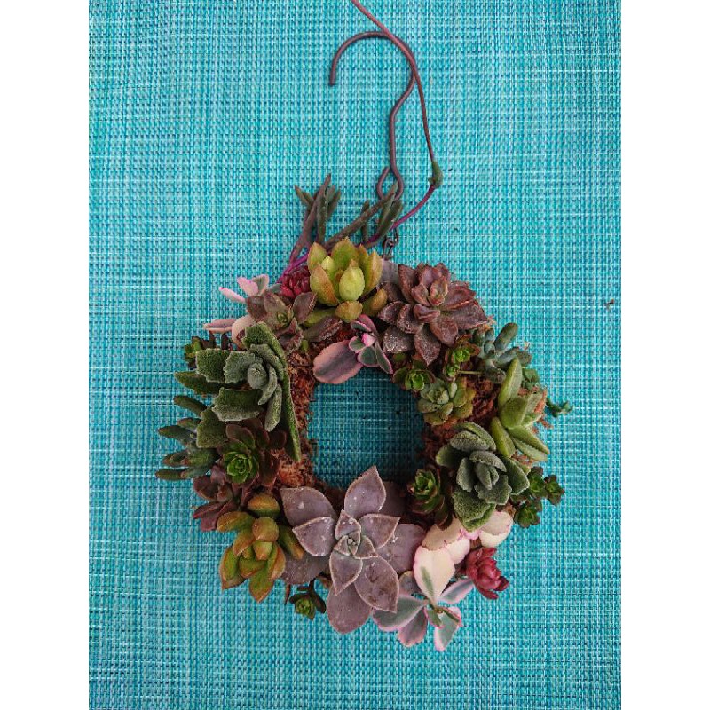 開心農元 資材 多肉花圈鐵圈鐵線花環多肉花環 蝦皮購物