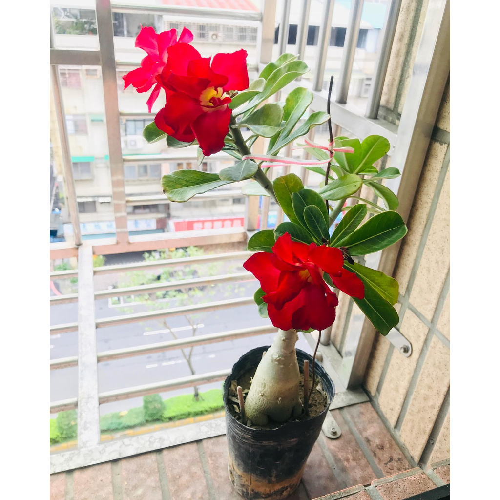 沙漠玫瑰富貴花亞當花少澆水室外開花植物 蝦皮購物