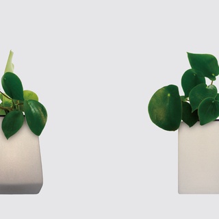 │ 方盆系列 │ 荷葉椒草 - 水耕盆栽 陶瓷盆器 空氣淨化 室內植物