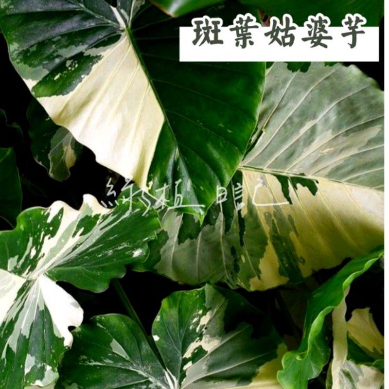| 綠植日記 | 斑葉姑婆芋/Alocasia odora 'Variegated'/觀葉植物
