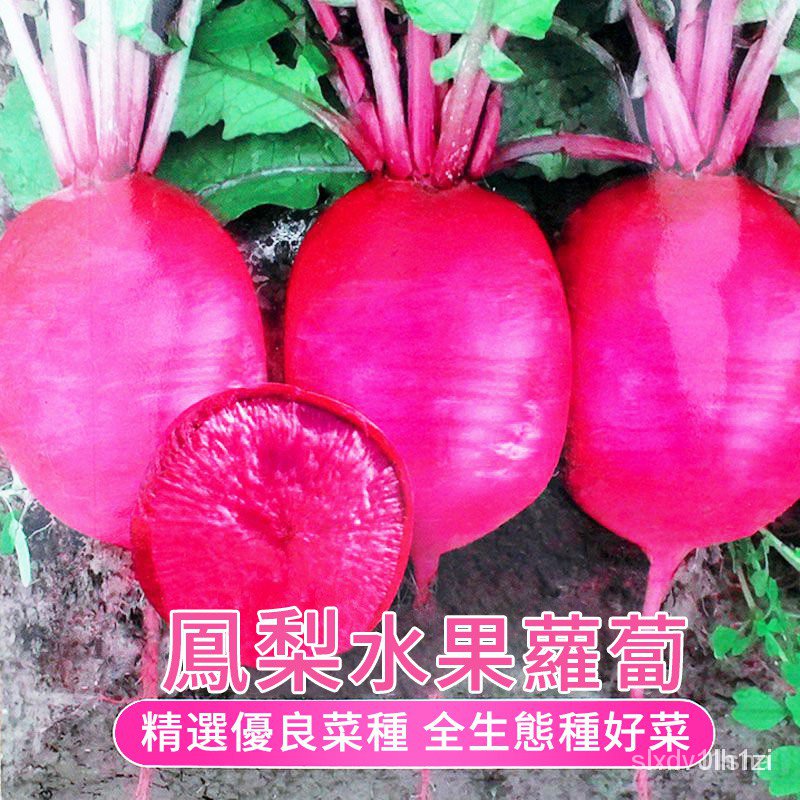 紅心蘿蔔的價格推薦- 2022年9月| 比價比個夠BigGo 紅心蘿蔔的價格推薦- 2022年9月| 比價比個夠BigGo