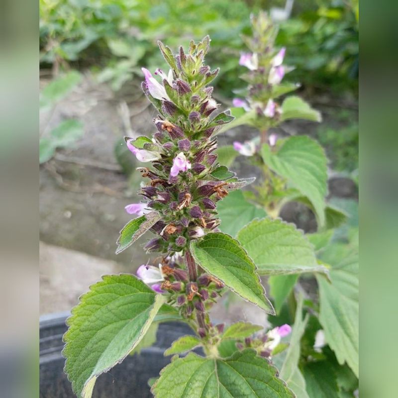 【四季春園藝】魚針草 種子 種籽 客家抹草 抹草 金劍草 臭天癀 本藿香 假蘇草 落馬衣 土防風 廣防風 臭蘇頭 防風草