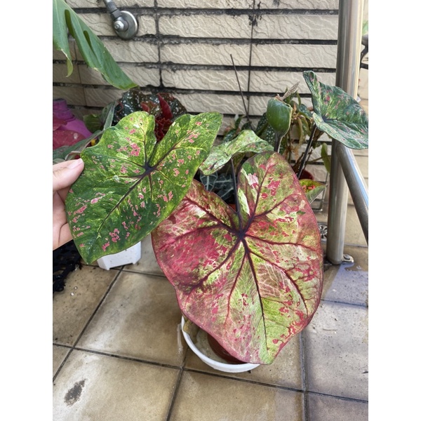 觀葉植物-米蘭彩葉芋