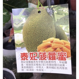 卉迎園藝 泰妃波羅蜜嫁接苗高度60公分/水果樹苗/新興果樹
