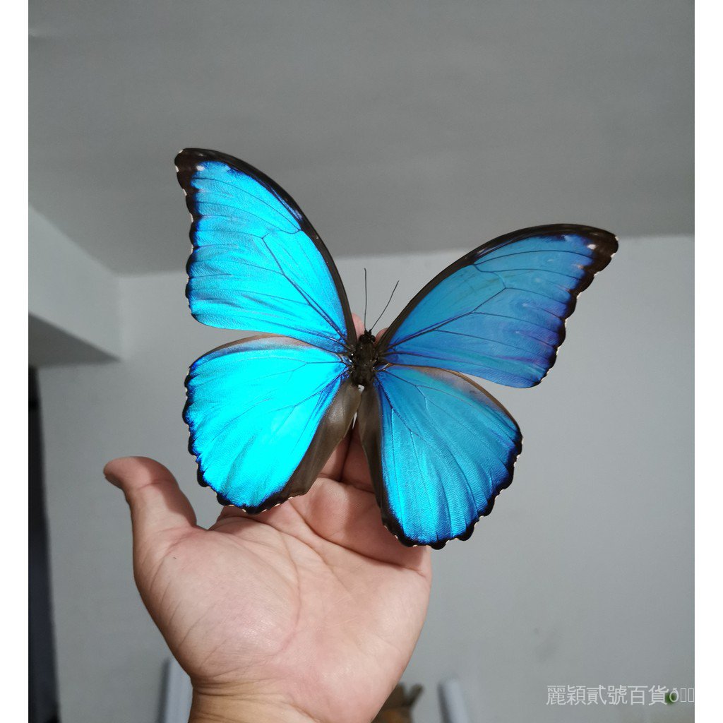 鳳蝶標本 Ptt Dcard討論與高評價網拍商品 21年9月 飛比價格