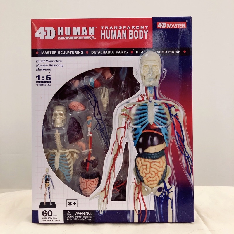 4D master 4D human 人體模型 組合模型 頭骨組合 眼鏡組合