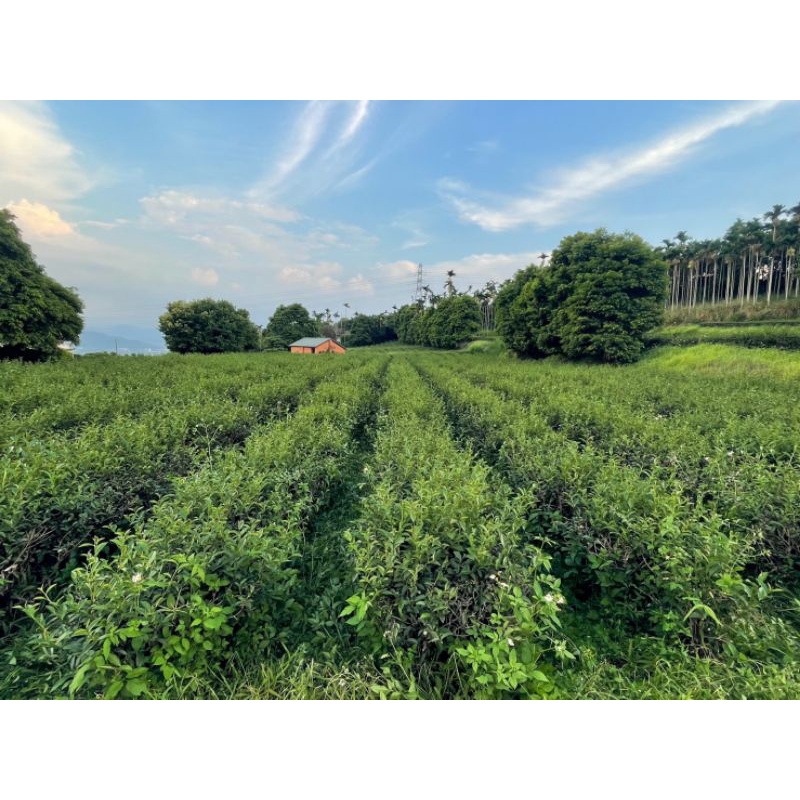 自然生態野放GABA茶