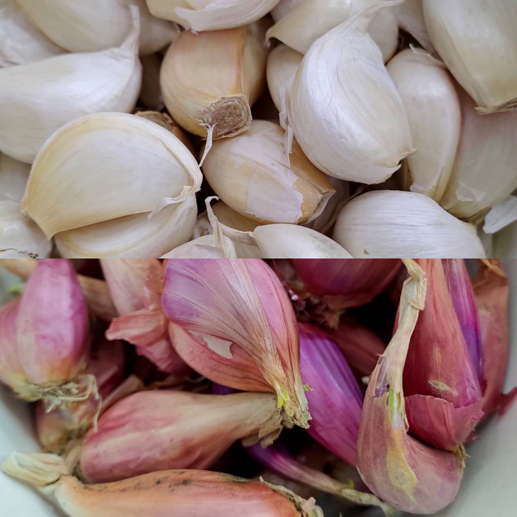 蒜頭 garlic bawang putih 蔥頭 紅蔥頭 shallot bawang merah