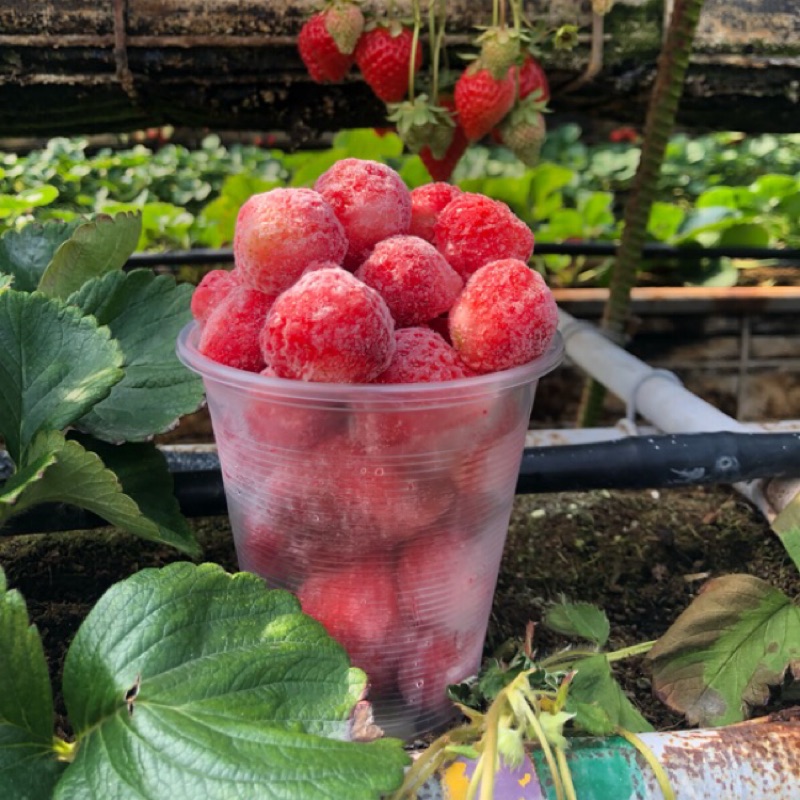 慶豐高架草莓 NG果冷凍草莓 整年可煮草莓果醬 草莓牛奶