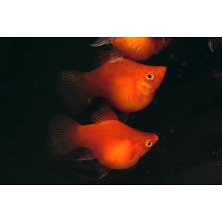 紅茶壺飼料的價格推薦 21年11月 比價比個夠biggo