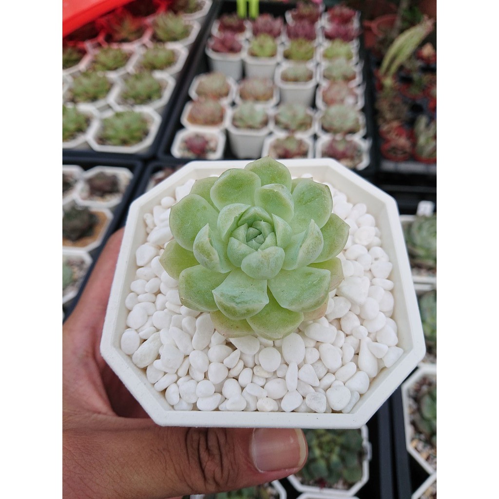 開心農元 種子 多肉植物種子白月影月影之宵echeveria Humilis Bucareli 蝦皮購物