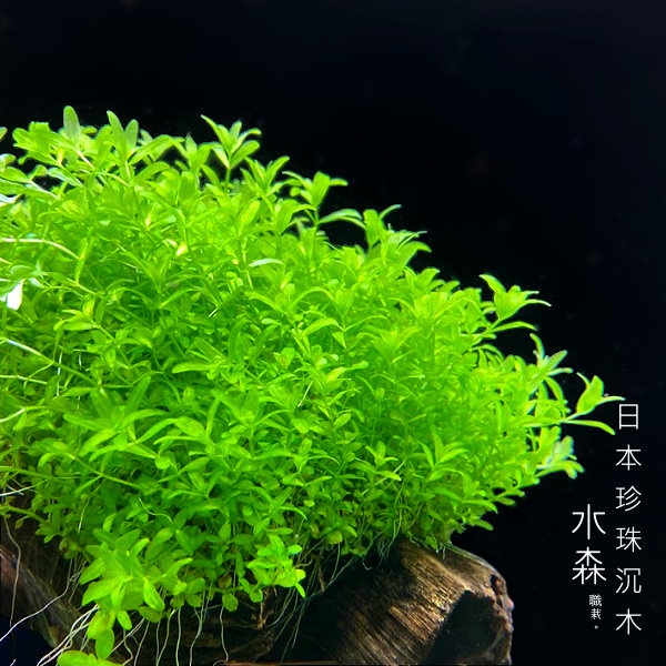【水森職栽】 日本珍珠草沉木 日本珍珠火山岩 免CO2 中後景 魚缸裝飾 綠色水草造景 耐熱 難度/簡易 SE098