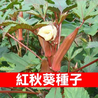 原廠彩裝 紅秋葵種子 綠秋葵種子 水果秋葵種子 秋葵種子 家庭園藝田園播種蔬菜種籽 蔬菜種子