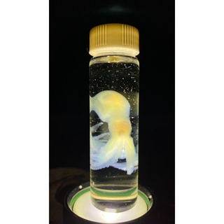 透明魚標本 優惠推薦 21年9月 蝦皮購物台灣