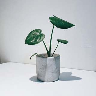 盆空間・龜背芋 室內觀賞植物綠化盆栽植栽 水泥盆 3吋-4.5吋盆/比利時環保盆