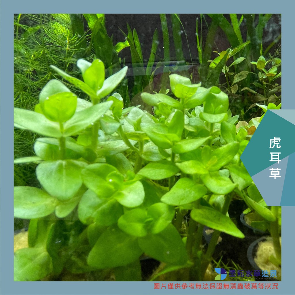 墨耘水草 虎耳草1株 3元後景耐熱不需co2 新手級水族 蝦皮購物