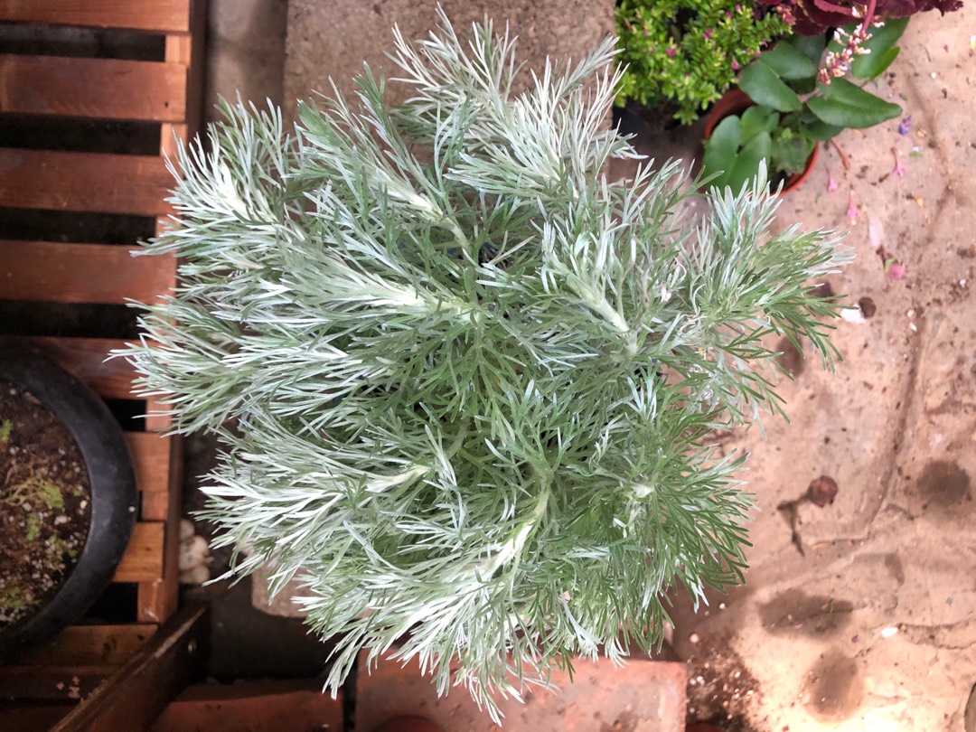 多年生草本 朝霧 蝦皮購物