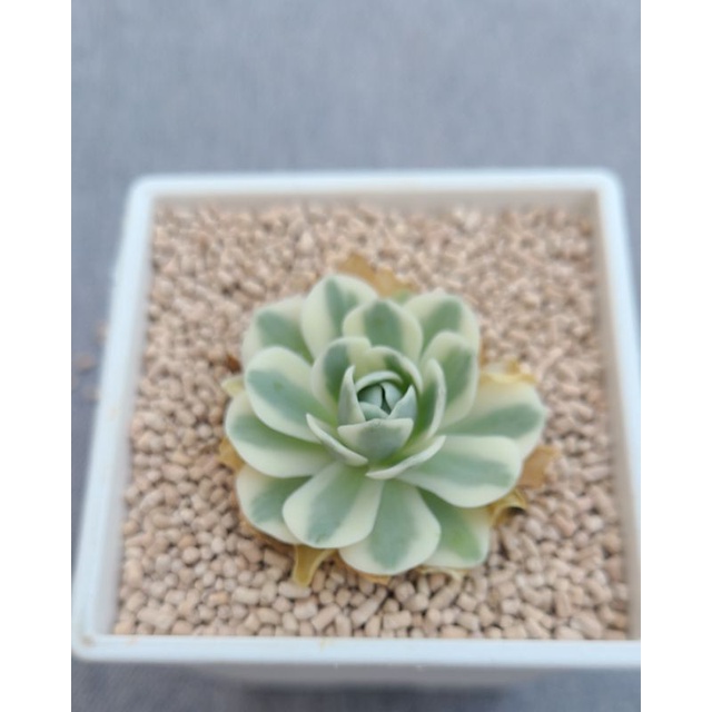 多肉富士的價格推薦 22年2月 比價比個夠biggo