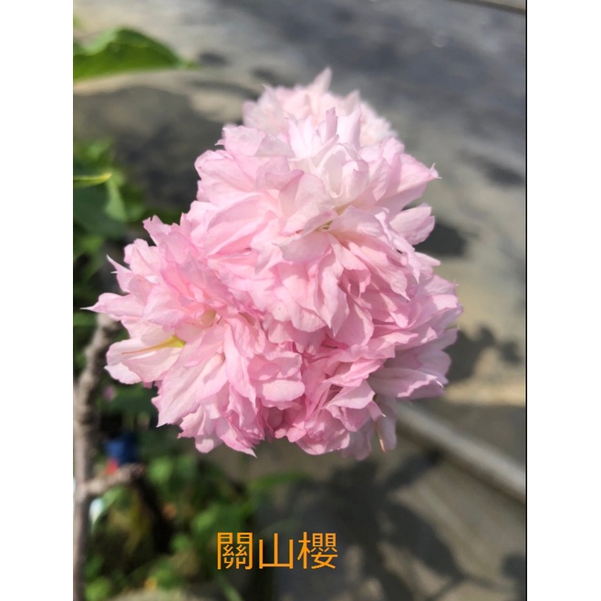 花田里_落葉喬木 關山櫻 6/8吋盆 高60cm-120cm(無法超取)