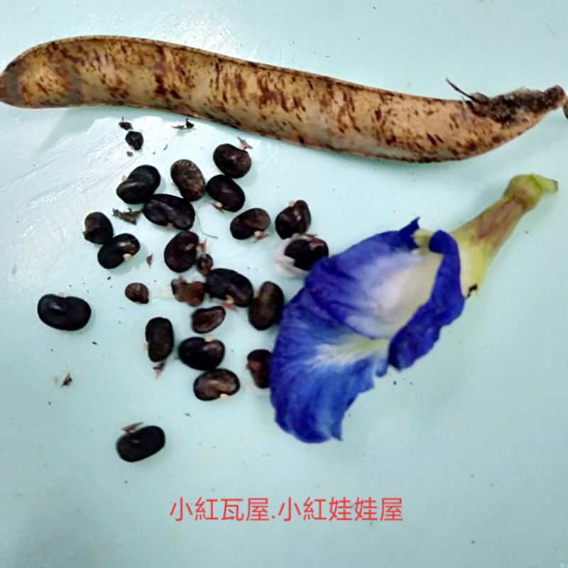 小紅瓦屋.蝶豆花種子，10粒4元（花苗樹苗）