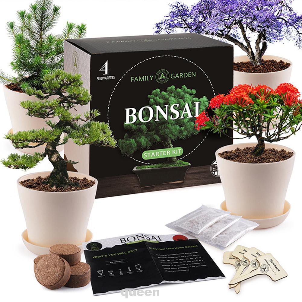 盆栽兒童工具工藝品發芽園藝入門者成長植物盆景樹套件 蝦皮購物