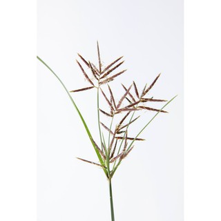 香附子精油 莎草精油 Cypriol Essential Oil(Nagarmotha Essential Oil-/