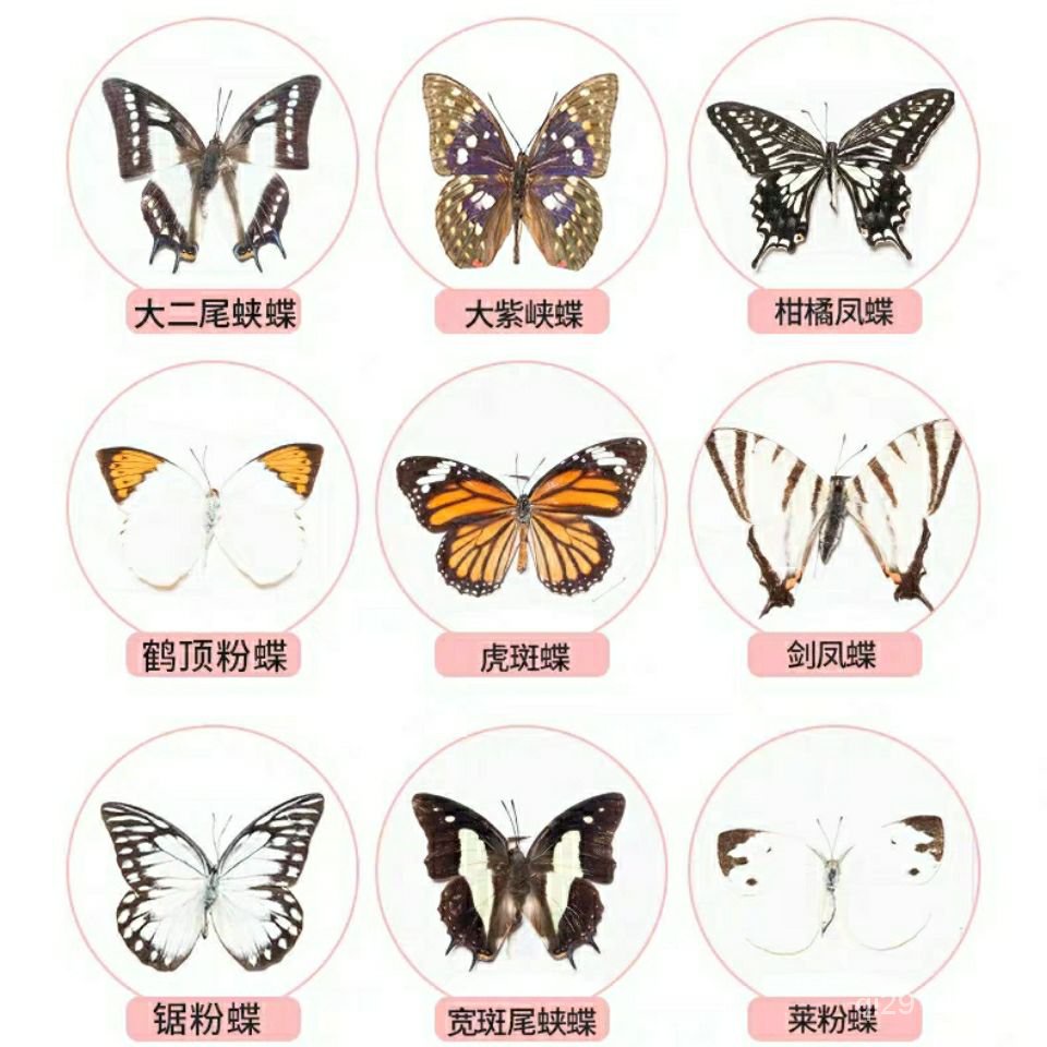 蟲蟲標本的價格推薦第28 頁 21年10月 比價比個夠biggo