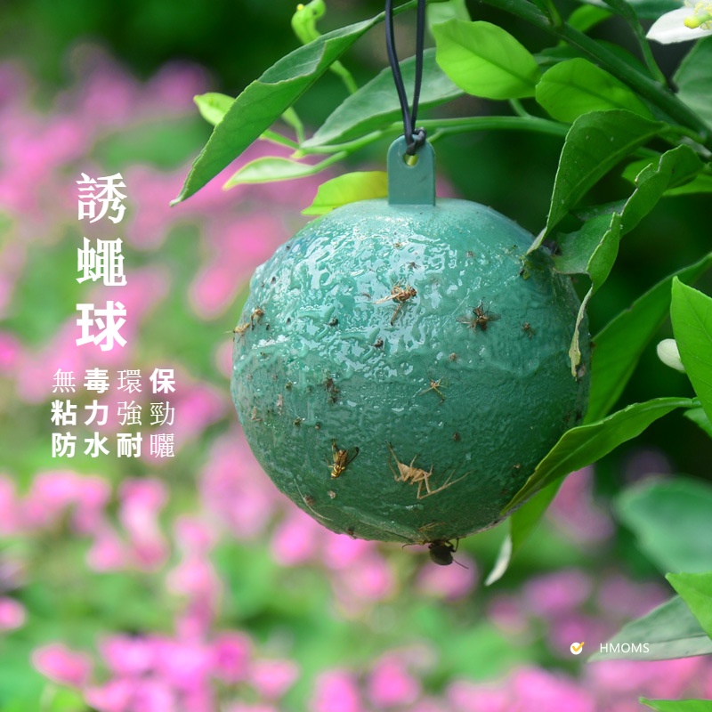 現貨庭院陽臺果蠅誘捕器粘蟲球柑橘大實蠅柑橘小實蠅針蜂果實蠅瓜實蠅黃色綠色蚊蟲球誘蠅球陷阱捕蟲器