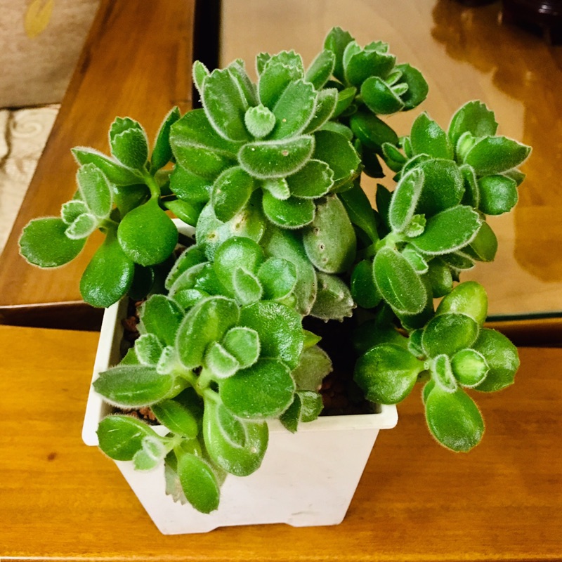 多肉植物 熊童子 黃熊綠熊雙色熊 蝦皮購物