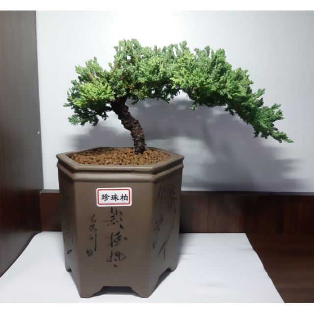 珍珠柏天然樹形小品盆栽迷你盆栽桌上盆栽六角紫砂盆紫砂盆落款 紅梅坊潘礦生 蝦皮購物