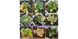 台灣奈良多肉植物 線上商店 蝦皮購物