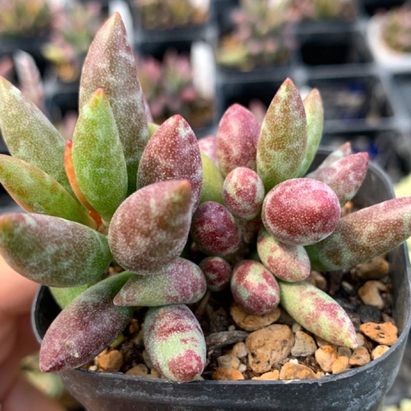 橘子肉舖 多肉植物 赤水玉天章 蝦皮購物
