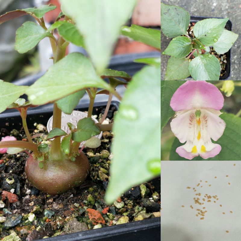 開店祝い 鳳仙花 100粒 白 種 植物