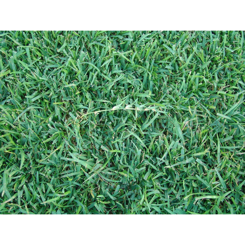 武彬園藝 假儉草草皮 一坪 蝦皮購物