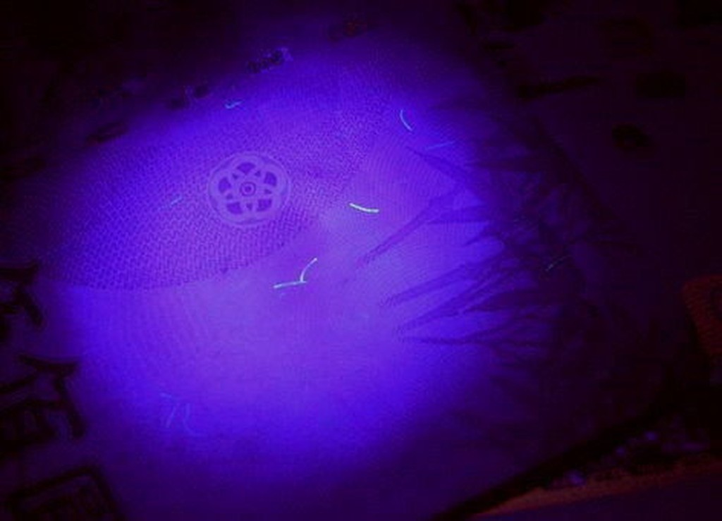 (限貨不用等!) B4A35 5mm led UV LED紫外線(波長390nm~410nm 驗鈔燈 捕蚊燈 美甲燈