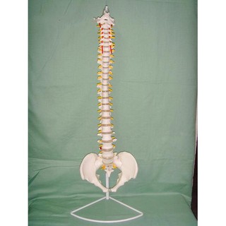 可開發票 脊柱帶骨盆1:1成人比例 脊椎模型 帶頸椎胸椎尾椎椎骨骨盆模型 教學教具模型ARHA客滿來
