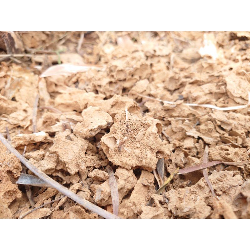 野生腐木 腐植土 碳化木 針葉土 腐葉土 然風苑 蝦皮購物