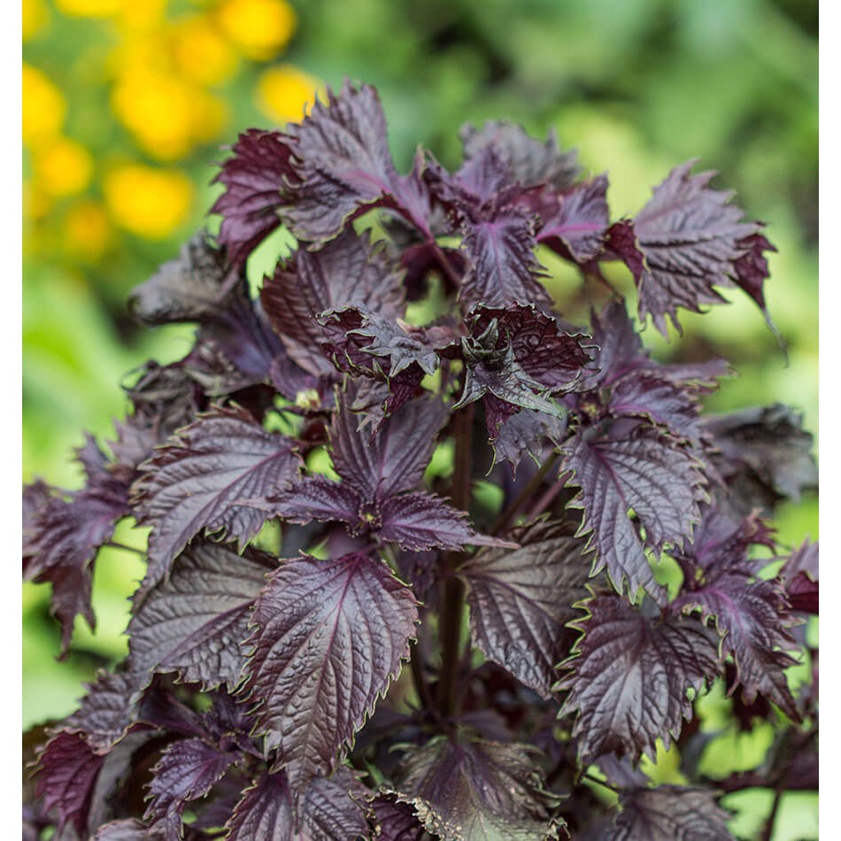 紅紫蘇青紫蘇種子 蝦皮購物