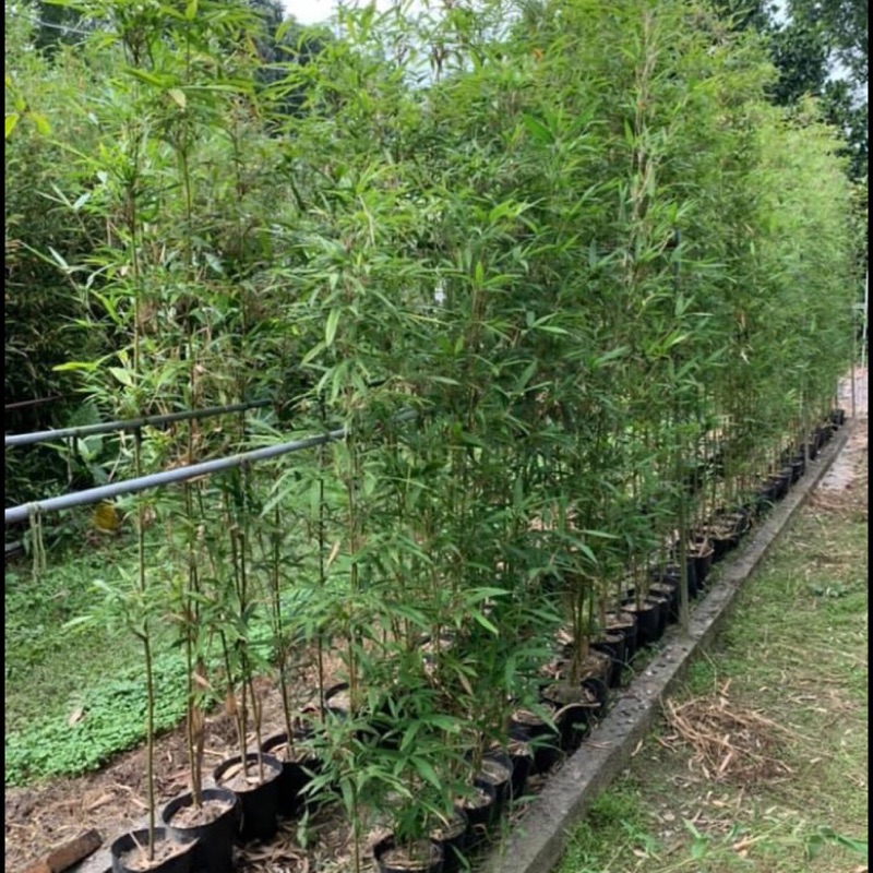 植物關係事務所 唐竹 觀賞 綠籬 蝦皮購物