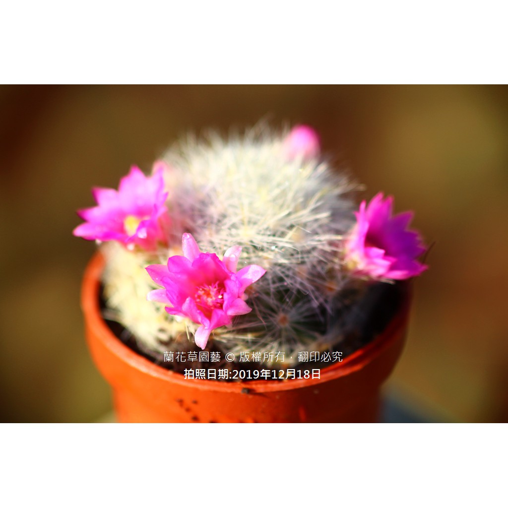 1吋迷你盆|白雪|蘭花草園藝|仙人掌科多肉植物