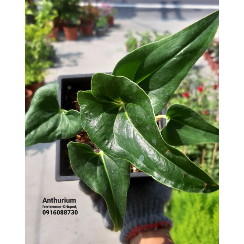 《頂上花藝》綾邊花燭 Anthurium ferrierense-Crisped /觀葉雨林植物