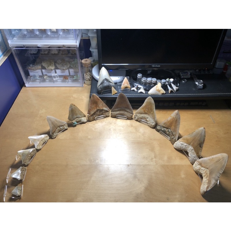印尼-Otodus megalodon 巨齒鯊-鯊魚牙齒化石-reconstructed half upper jaw