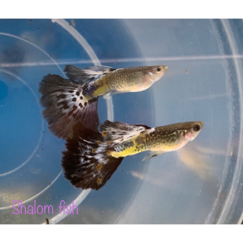 蛇王孔雀魚的價格推薦 - 2022年7月| 比價比個夠BigGo