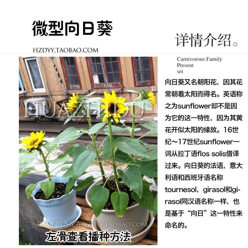 微型種子 微型向日葵種子10粒葵花觀花植物四季庭院陽臺盆栽花卉種子 暢銷商品 蝦皮購物