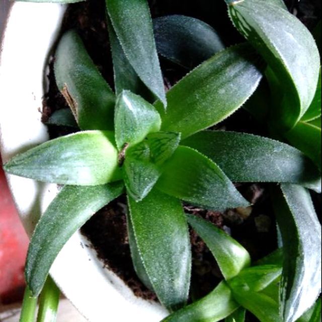 多肉植物買2送1 百合赤富士交種錦玉露無錦或微錦大先出 蝦皮購物